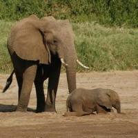 elephant and calf