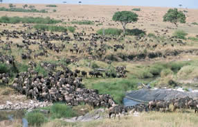 maasai mara migration