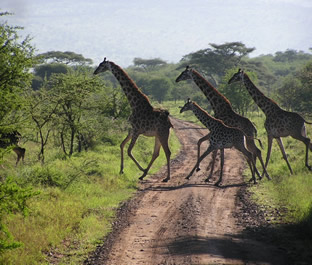 serengeti game park